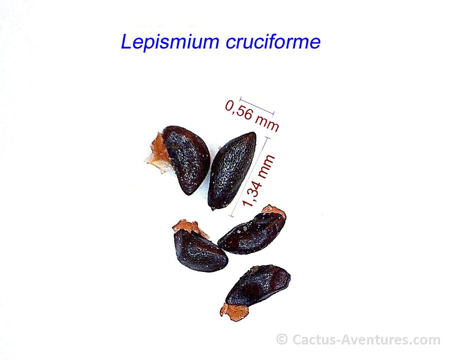 Lepismium cruciforme